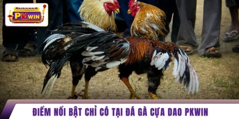 Điểm nổi bật chỉ có tại đá gà cựa dao PKWIN