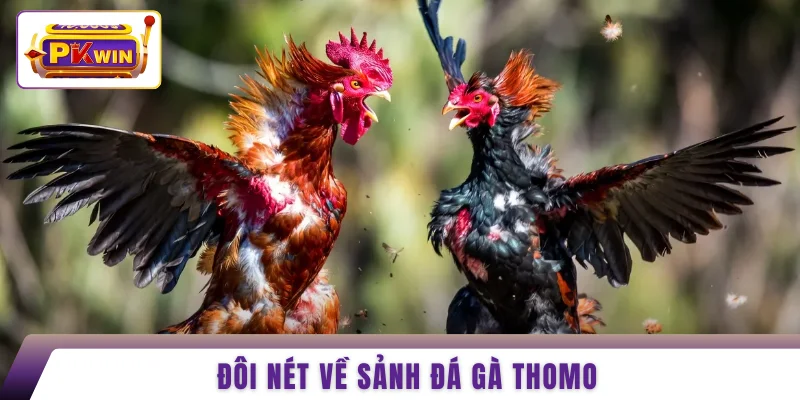 Đôi nét về sảnh đá gà Thomo